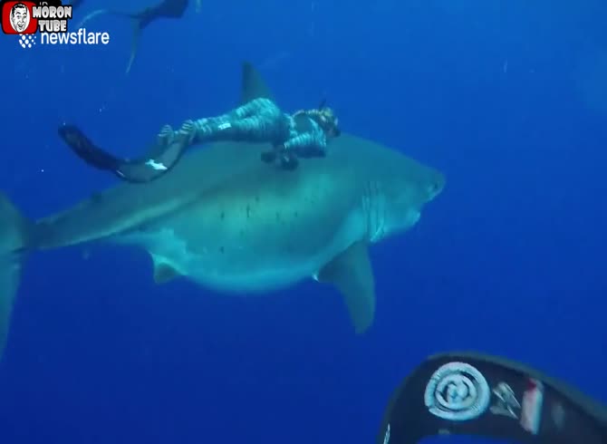Video :Alongside a massive white shark (Hawaii), divers swim